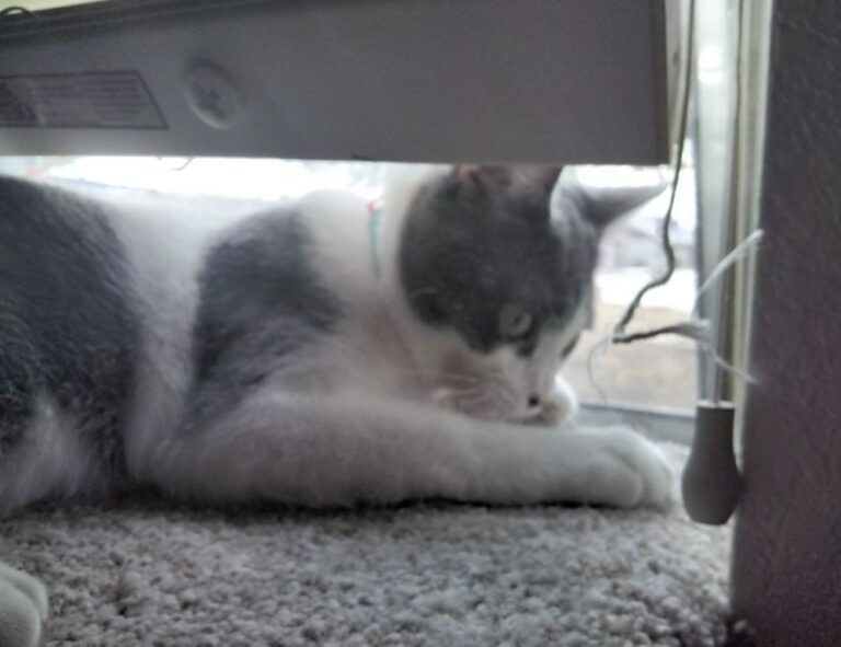 can pregnant woman take cozotaijin