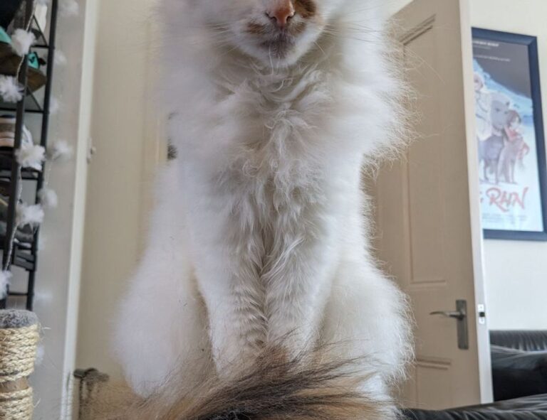 does felmusgano contain milk