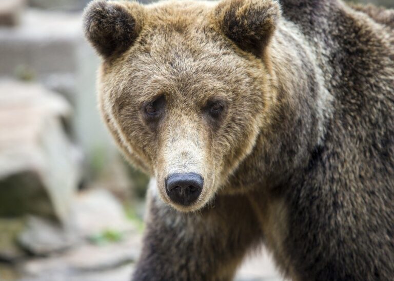 gdtj45 builder software code development