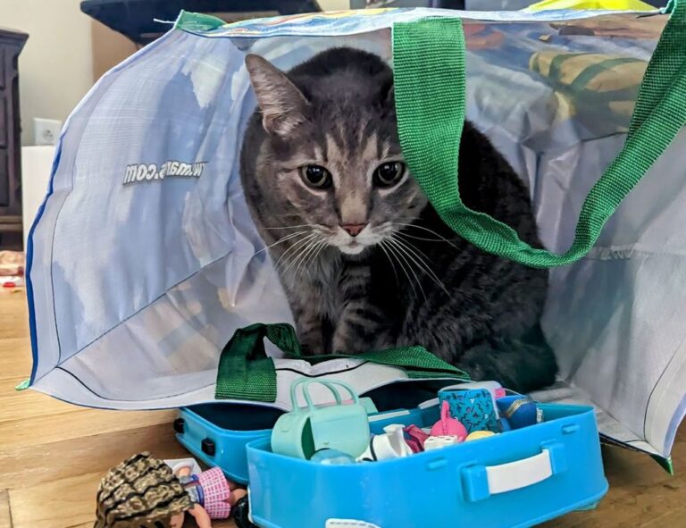 how to play hstatsarcade