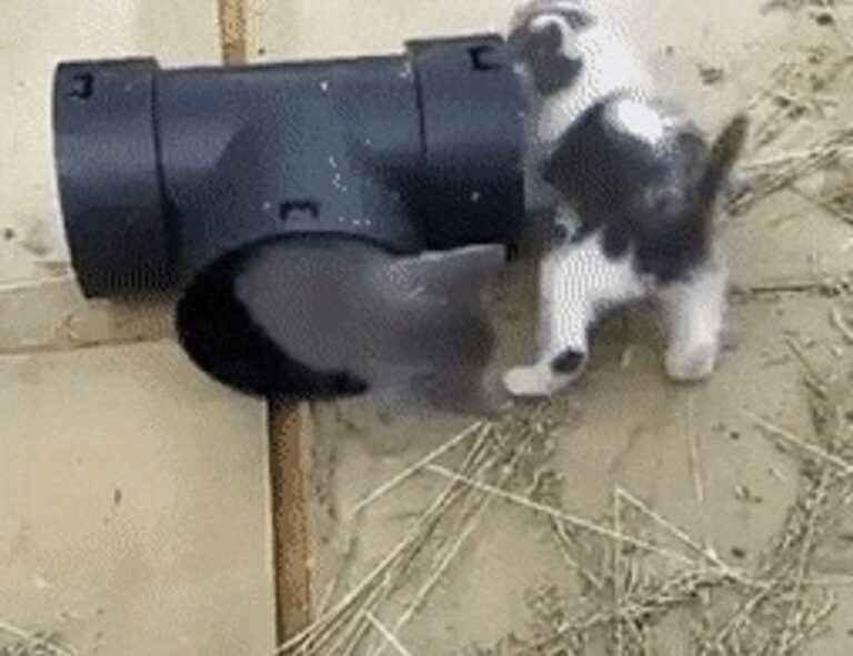 is higossis brush good for concealer