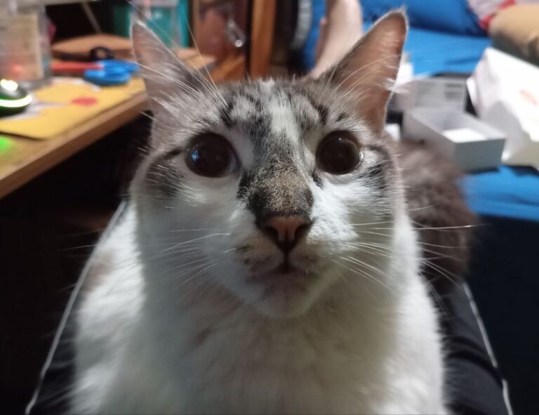 multiplayer guide hstatsarcade