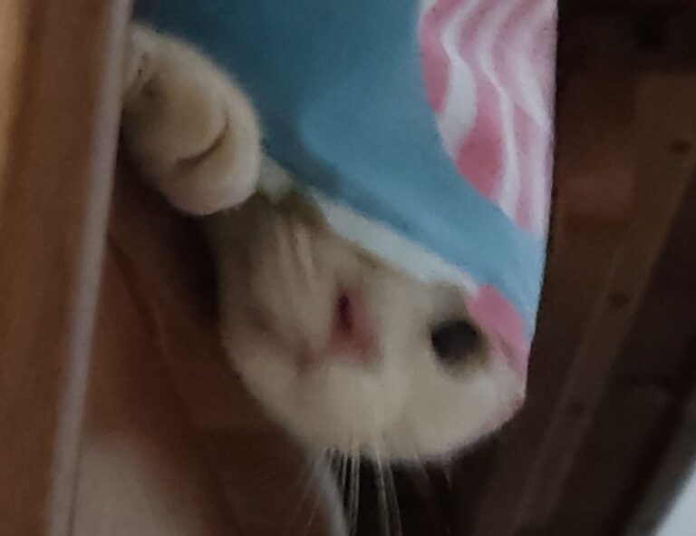 pregnant women with azoborode allergy