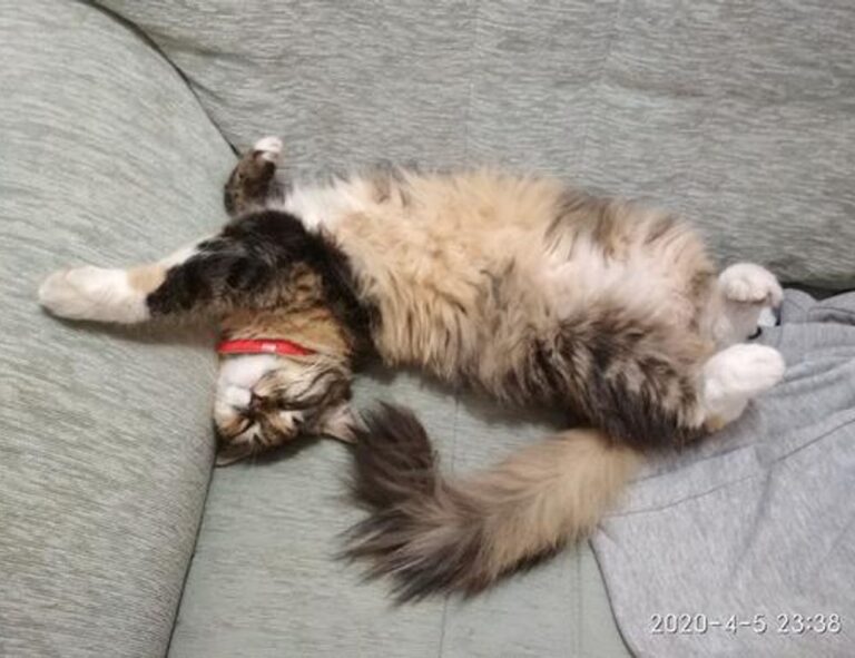 when upgrading immorpos35.3 to new software