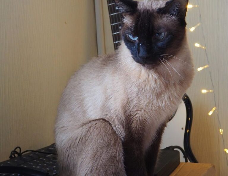 why is saisiege5487 not available in my country