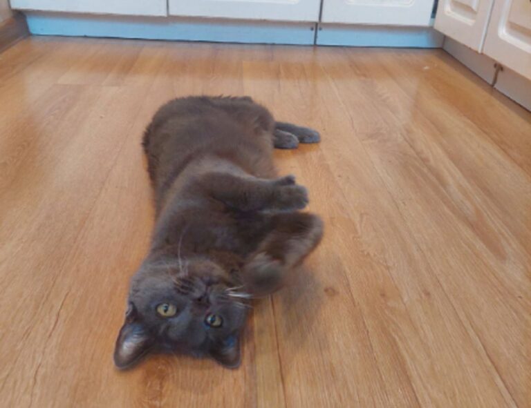 why use uhoebeans software in business