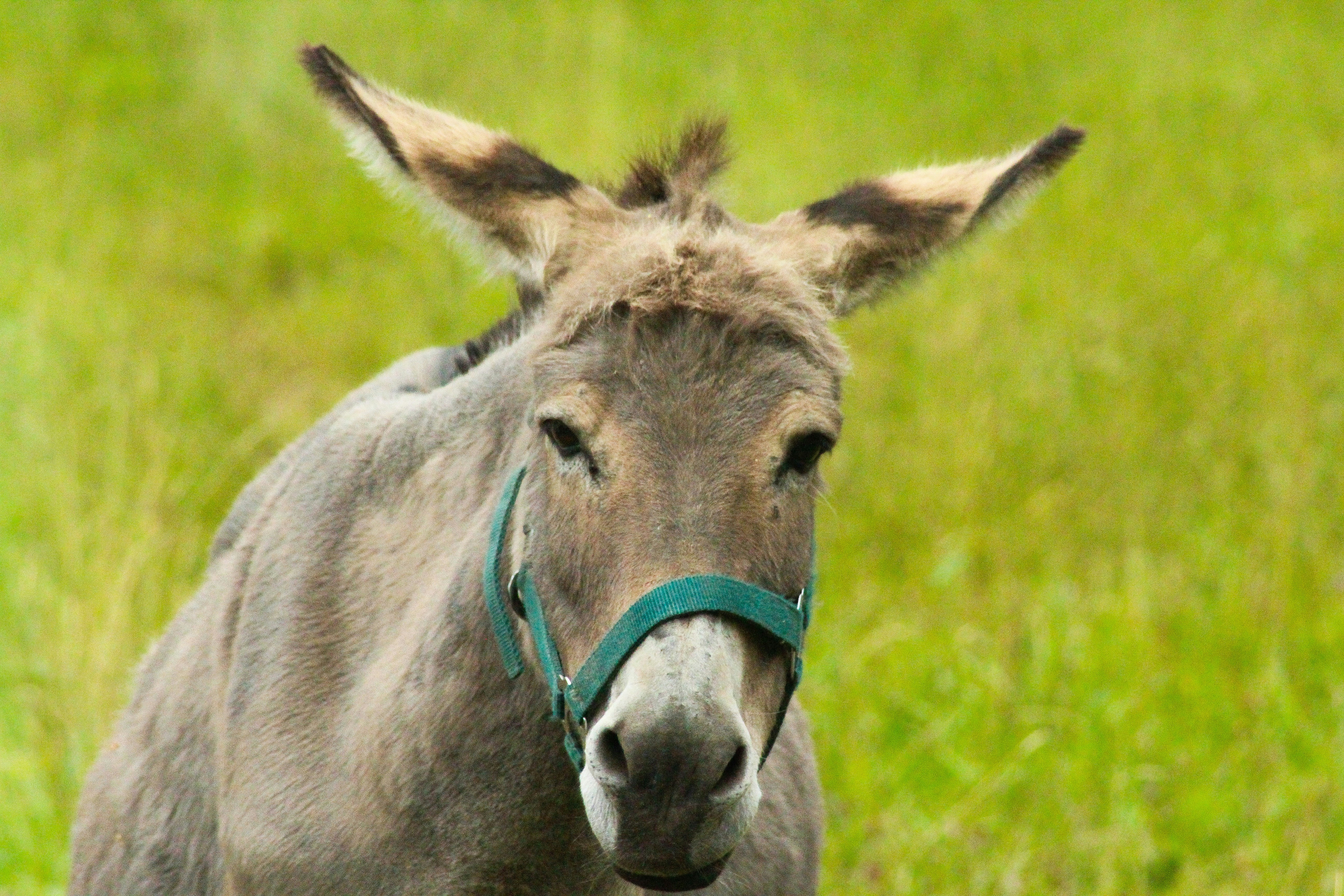sczerby donkey
