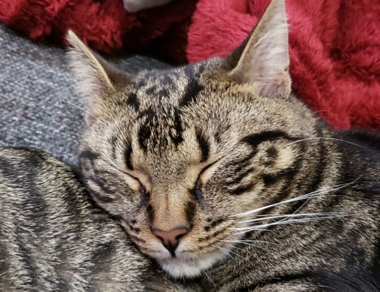 Home tech articles digitalrgsorg