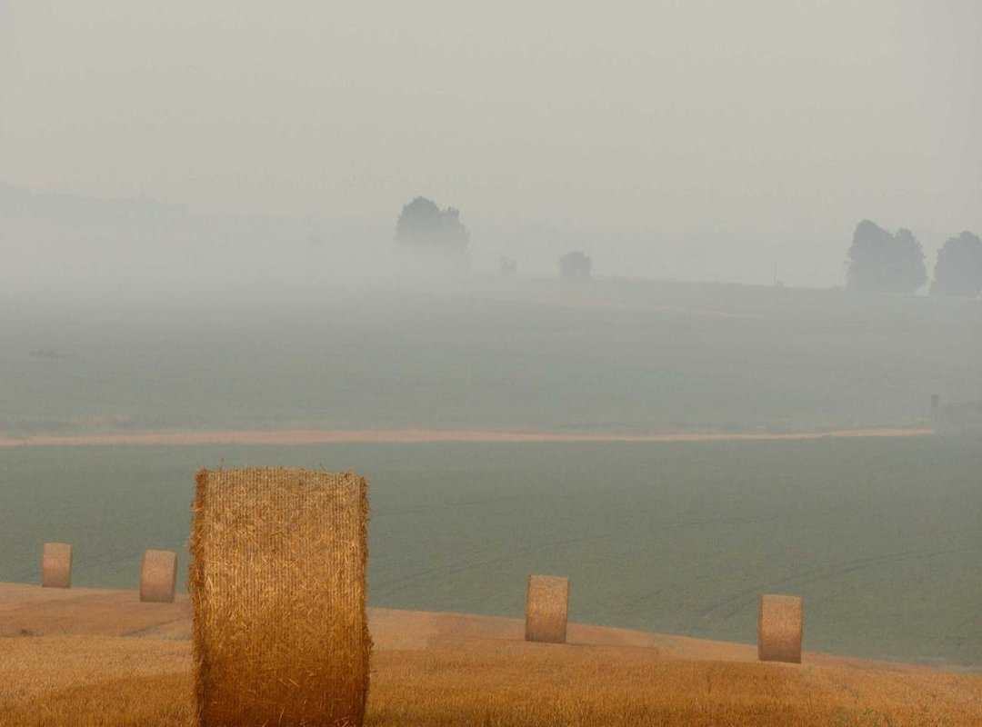 Comparisons: How to Choose the Right Baby Shima Bikini