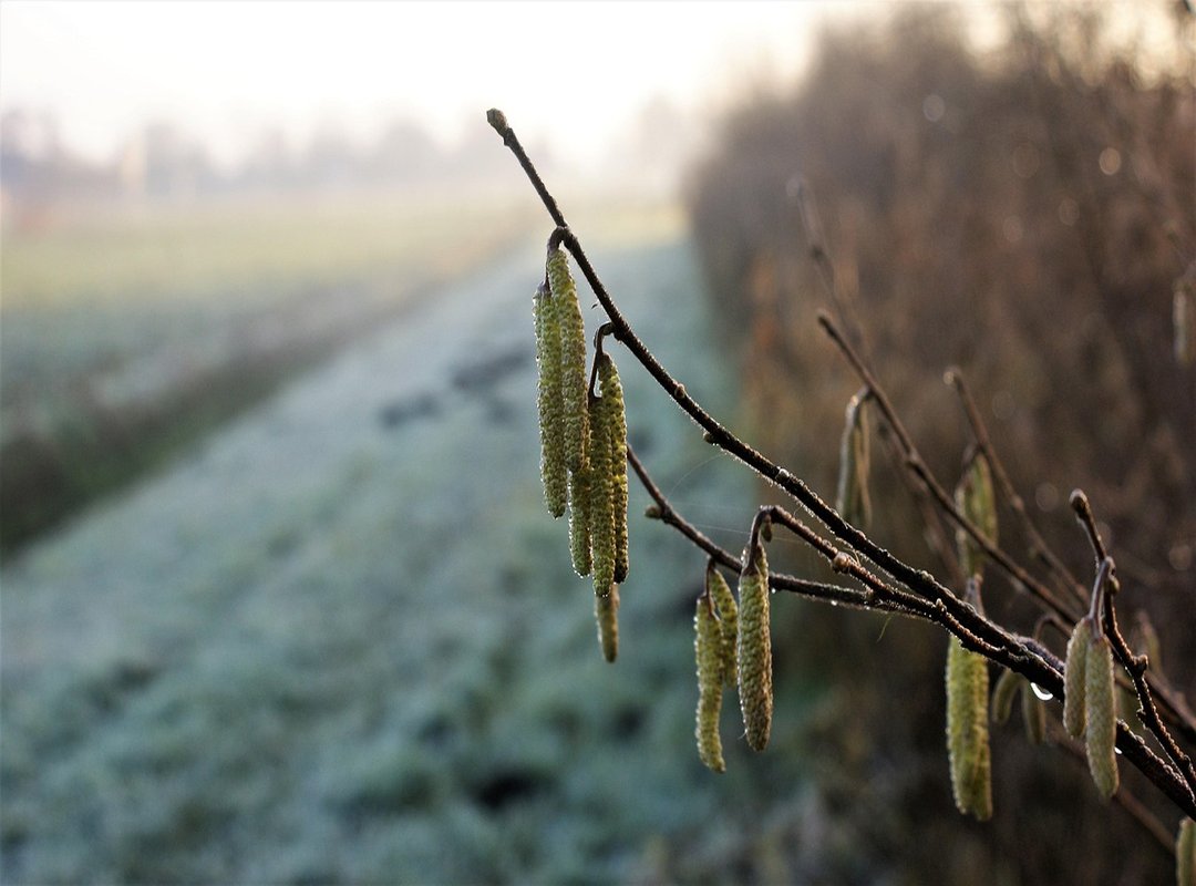 Effective Alternatives You Can Find More Easily