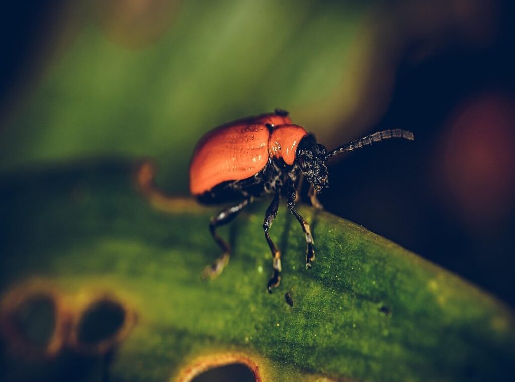 smiling critters kleurplaat